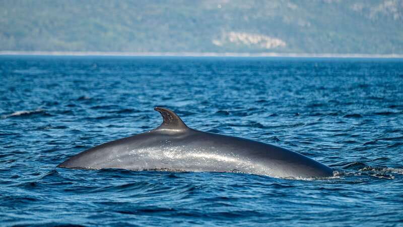 Tadoussac/Charlevoix: Whale Watching Tour & Bear Observation - The biggest practical problem: getting between the stops