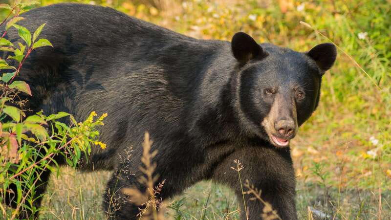 Tadoussac/Charlevoix: Whale Watching Tour & Bear Observation - What to wear and bring