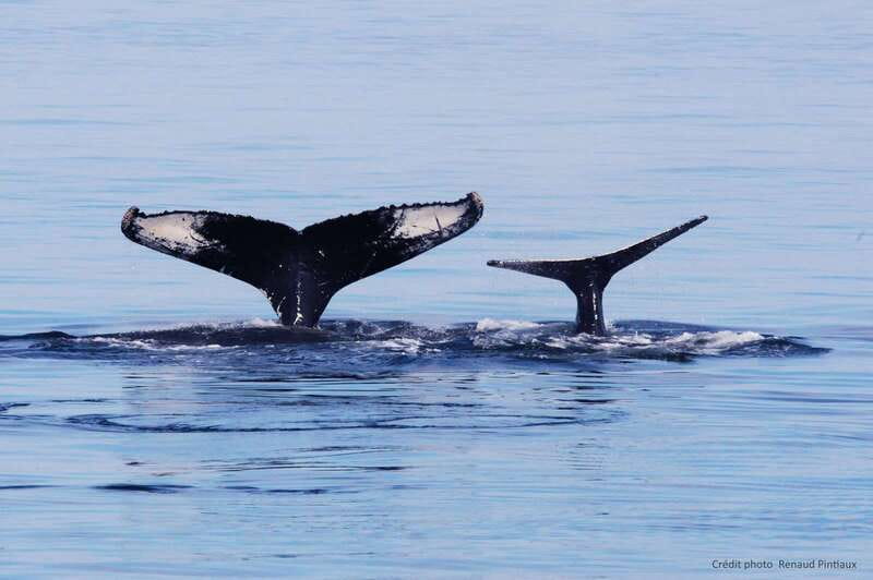 Tadoussac/Charlevoix: Whale Watching Tour & Bear Observation - Is $144 a fair price?