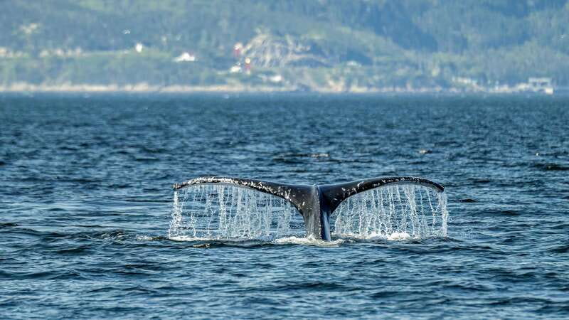 Tadoussac/Charlevoix: Whale Watching Zodiac Tour - Key details before you book