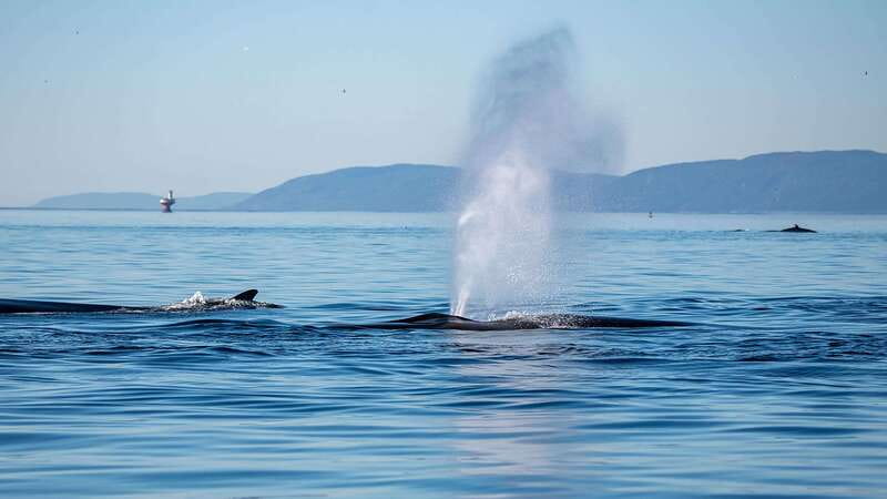 Tadoussac/Charlevoix: Whale Watching Zodiac Tour - Why Tadoussac is such a strong whale-watching base