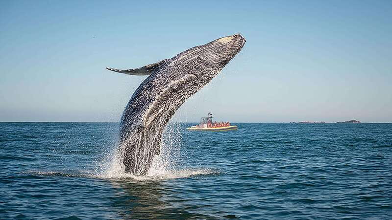 Tadoussac/Charlevoix: Whale Watching Zodiac Tour - The Zodiac ride: intimate views with a rough edge