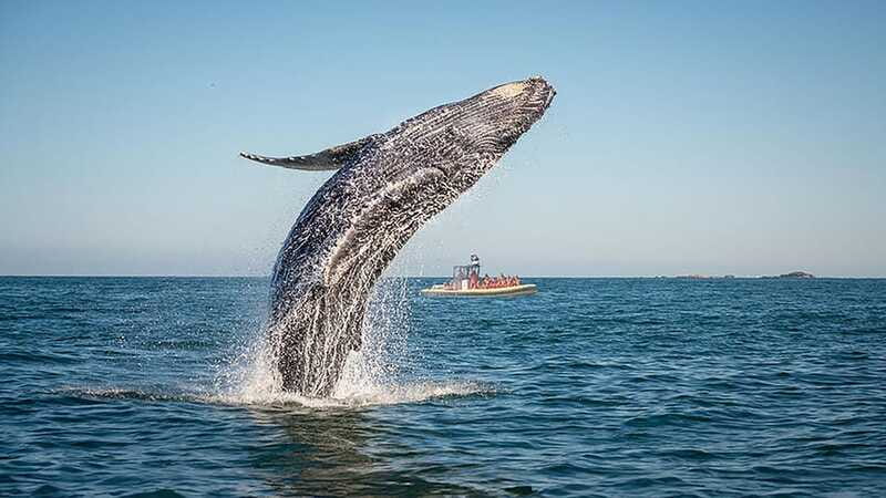 Tadoussac/Charlevoix: Whale Watching Zodiac Tour - Four departure times, four different moods