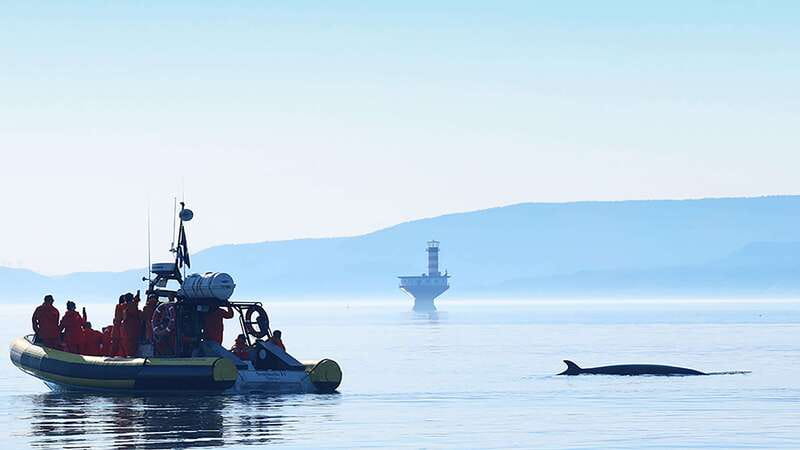 Tadoussac/Charlevoix: Whale Watching Zodiac Tour - What you may see on the open St. Lawrence