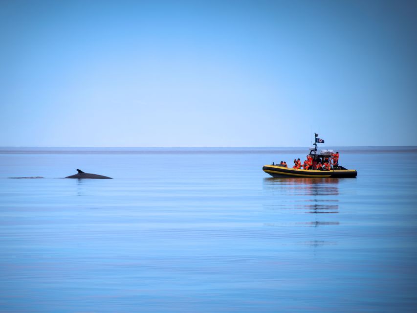 Tadoussac/Charlevoix: Whale Watching Zodiac Tour - Guides make the difference