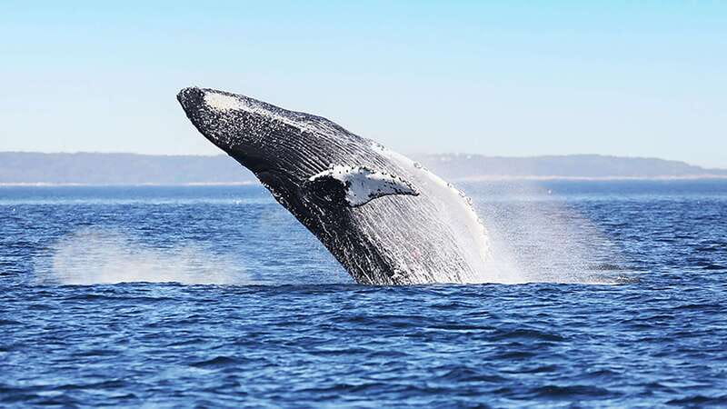 Tadoussac/Charlevoix: Whale Watching Zodiac Tour - Rain, cold, and the real comfort level