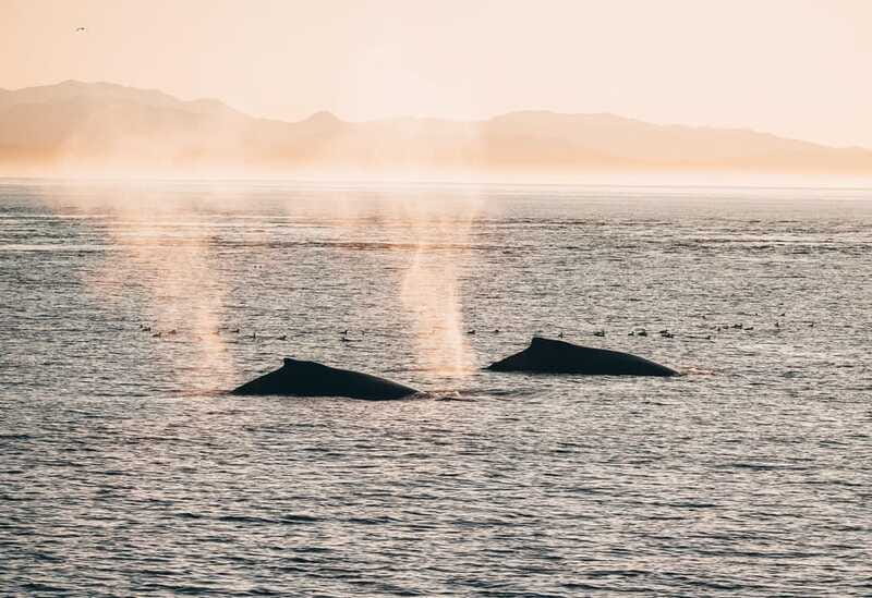 Telegraph Cove: 2-Hour Day or Evening Kayaking Tour - Wildlife watching along Johnstone Strait
