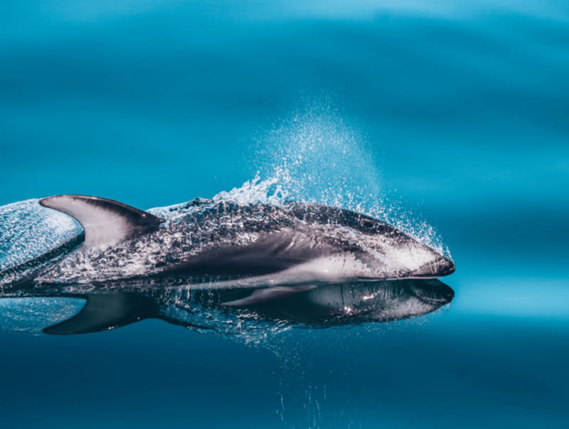 Telegraph Cove: 3-Hour Whale Watching Tour in a Zodiac Boat - Planning your day around the departure