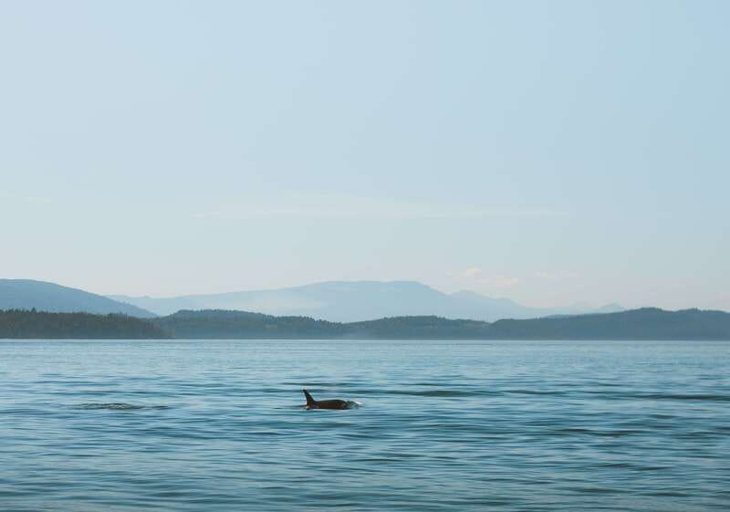 Telegraph Cove: 3-Hour Whale Watching Tour in a Zodiac Boat - Leaving Telegraph Cove in a 12-person Zodiac