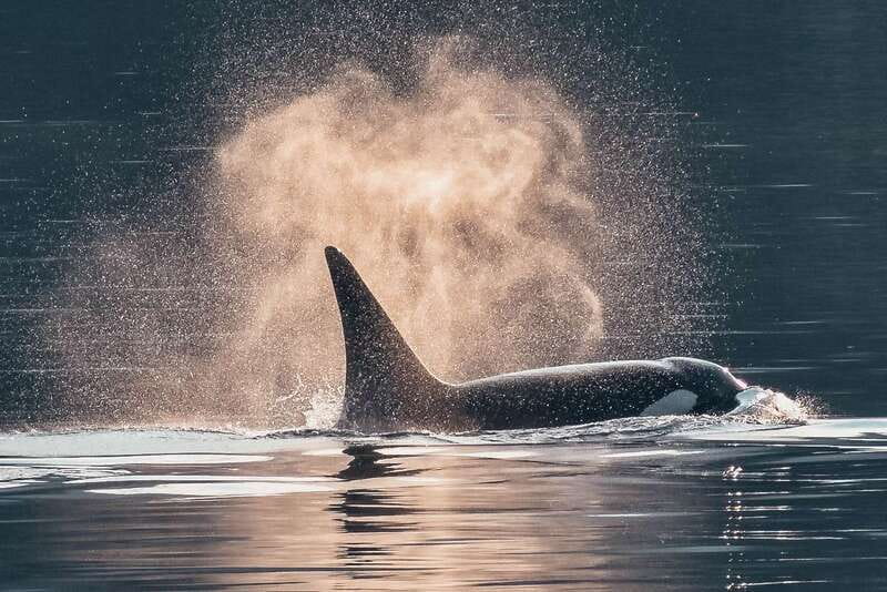 Telegraph Cove: 3-Hour Whale Watching Tour in a Zodiac Boat - The first run along the coast