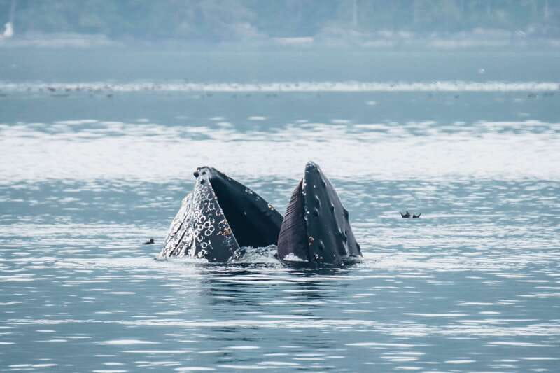 Telegraph Cove: 3-Hour Whale Watching Tour in a Zodiac Boat - Orcas, humpbacks, and smaller marine life