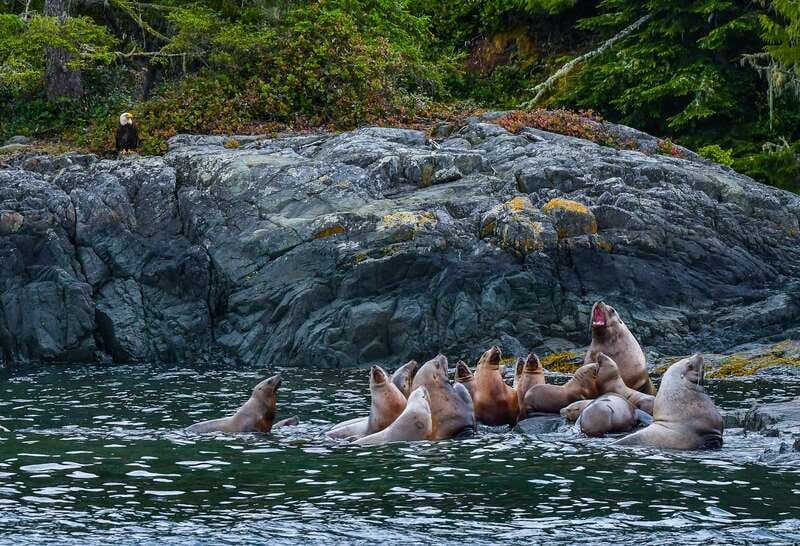 Telegraph Cove: 3-Hour Whale Watching Tour in a Zodiac Boat - What three hours really gives you