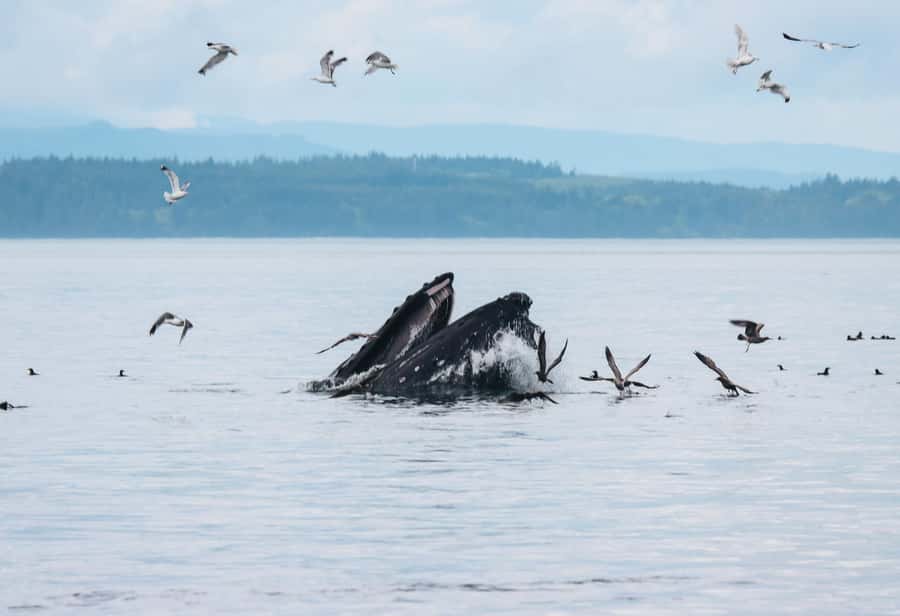 Telegraph Cove: Full-Day Trip Kayaking Tour - Small Marine Life In The Coastal Shallows