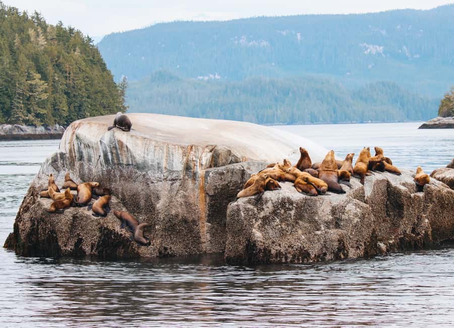 Telegraph Cove: Full-Day Trip Kayaking Tour - Practical Tips For A Better Day On The Water