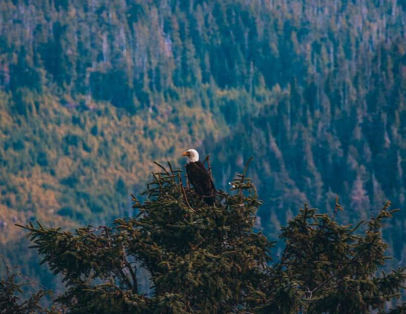Telegraph Cove: Half-Day Kayaking Tour - Starting at 24 Boardwalk in Telegraph Cove