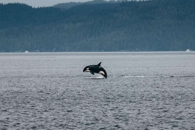 Telegraph Cove: Half-Day Kayaking Tour - Bald eagles, seals, porpoises, and possible orcas