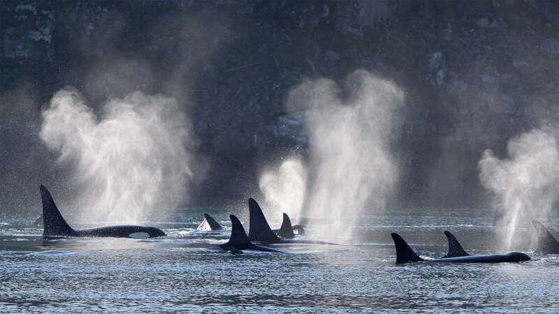 Telegraph Cove: Whale Watching Adventure with Free Photos - Starting at Telegraph Cove Resort