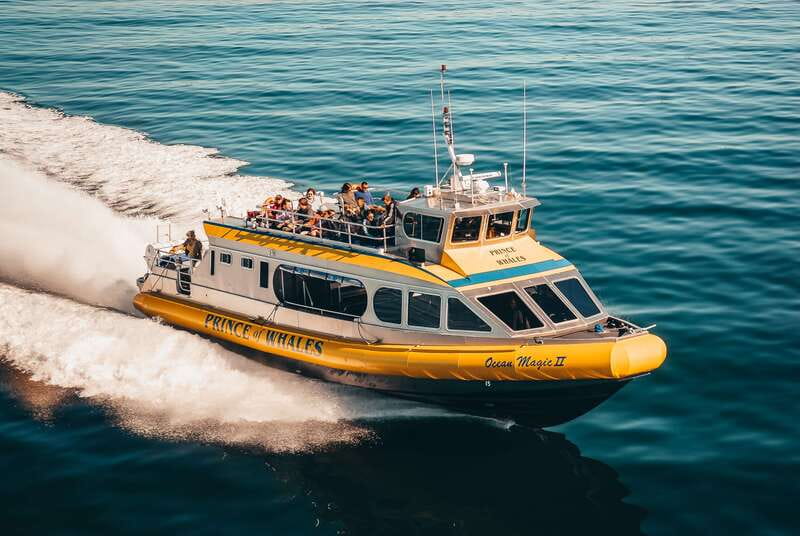 Telegraph Cove: Whale Watching Adventure with Free Photos - Searching Johnstone Strait for Orcas