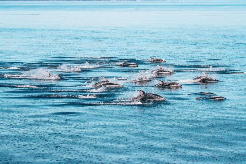 Telegraph Cove: Whale Watching Adventure with Free Photos - Three Naturalists and Clear Onboard Commentary