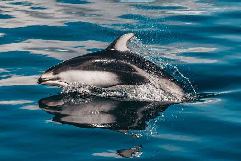 Telegraph Cove: Whale Watching Adventure with Free Photos - Is $149 a Fair Price?