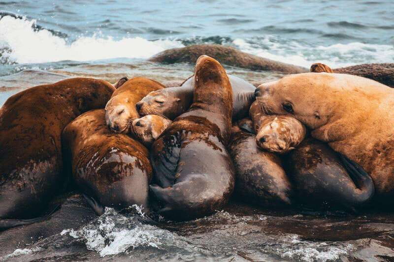 Telegraph Cove: Whale Watching Adventure with Free Photos - Who Will Enjoy This Trip Most?