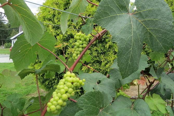 The Fraser Valley Winery Tour - Key things to know before booking