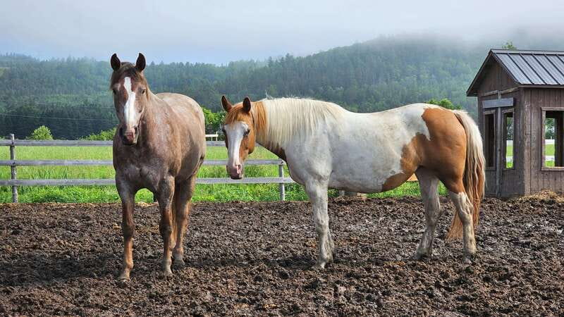 The Montagnarde: Guided horseback ride on mountain trails. - Key points at a glance