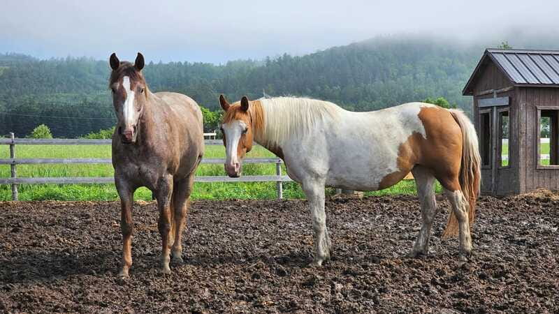 The Montagnarde: Guided horseback ride on mountain trails. - The views and the quiet pace