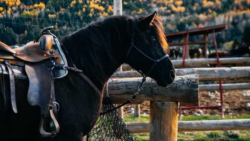 The Montagnarde: Guided horseback ride on mountain trails. - What to pack and how to prepare