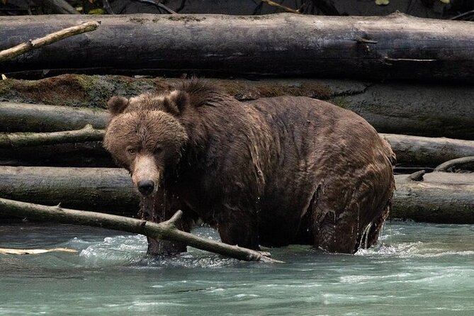 Toba Bears and Wilderness Grizzly Bear Viewing in Campbell River - Key points to know before booking