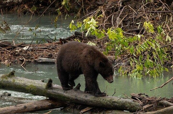 Toba Bears and Wilderness Grizzly Bear Viewing in Campbell River - Three hours with grizzlies