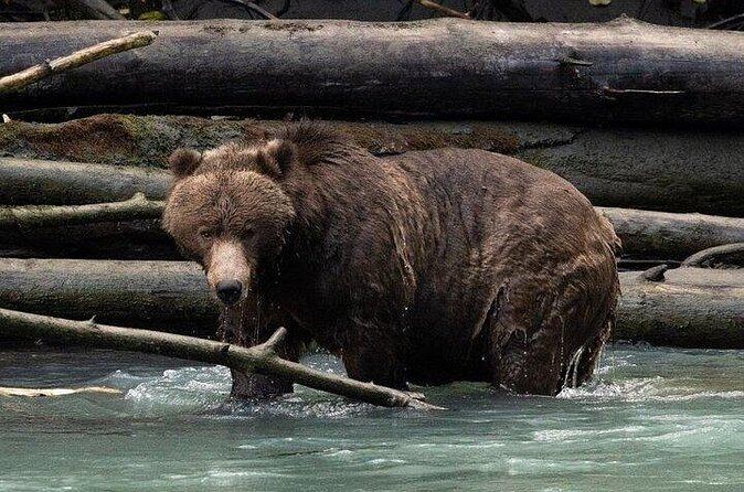 Toba Bears and Wilderness Grizzly Bear Viewing in Campbell River - Marine wildlife on both legs