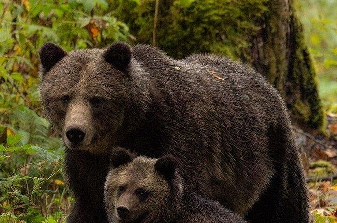 Toba Bears and Wilderness Grizzly Bear Viewing in Campbell River - Is $459.54 a fair price?