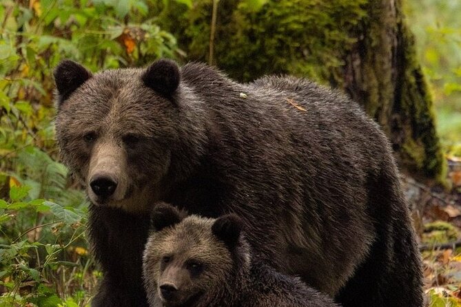 Toba Bears and Wilderness Grizzly Bear Viewing in Campbell River - Who should book this outing?
