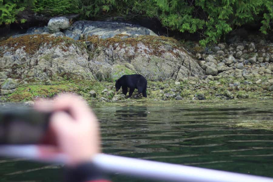 Tofino: Bear Watching Boat Tour with Nature Guide - Key points to know before you go