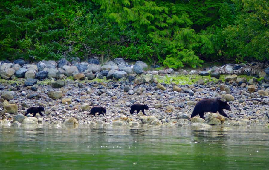 Tofino: Bear Watching Boat Tour with Nature Guide - Why Clayoquot Sound is the right place for bear watching