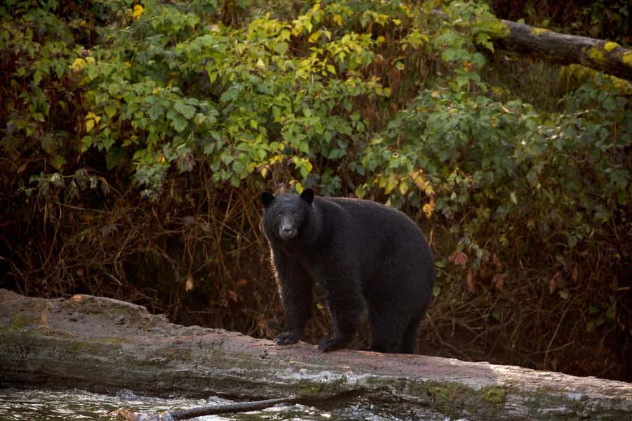 Tofino: Bear Watching Boat Tour with Nature Guide - The 2.5-hour cruise through sheltered water