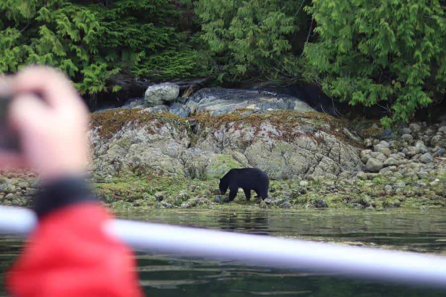 Tofino: Bear Watching Boat Tour with Nature Guide - What the guides add to the outing