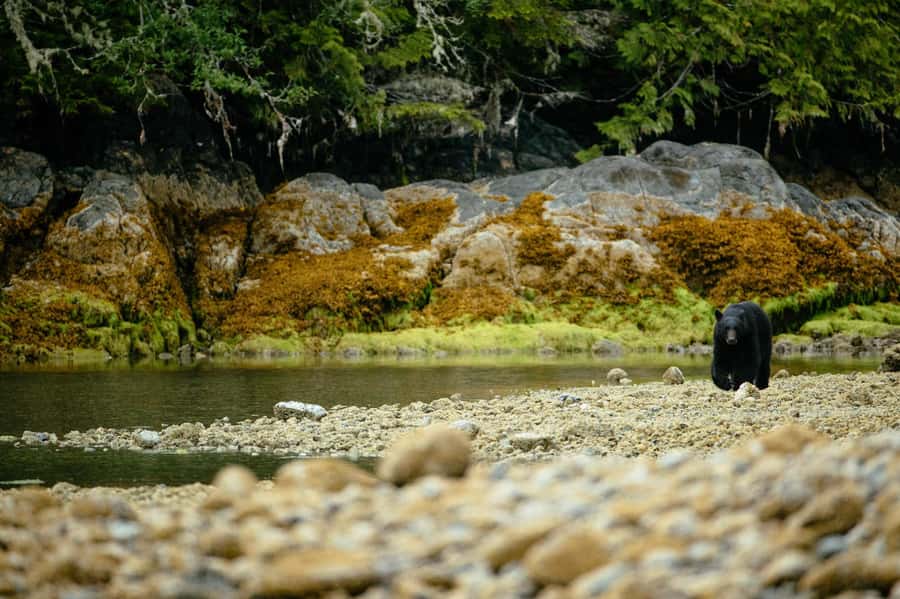 Tofino: Bear Watching Boat Tour with Nature Guide - Practical preparation for a comfortable ride