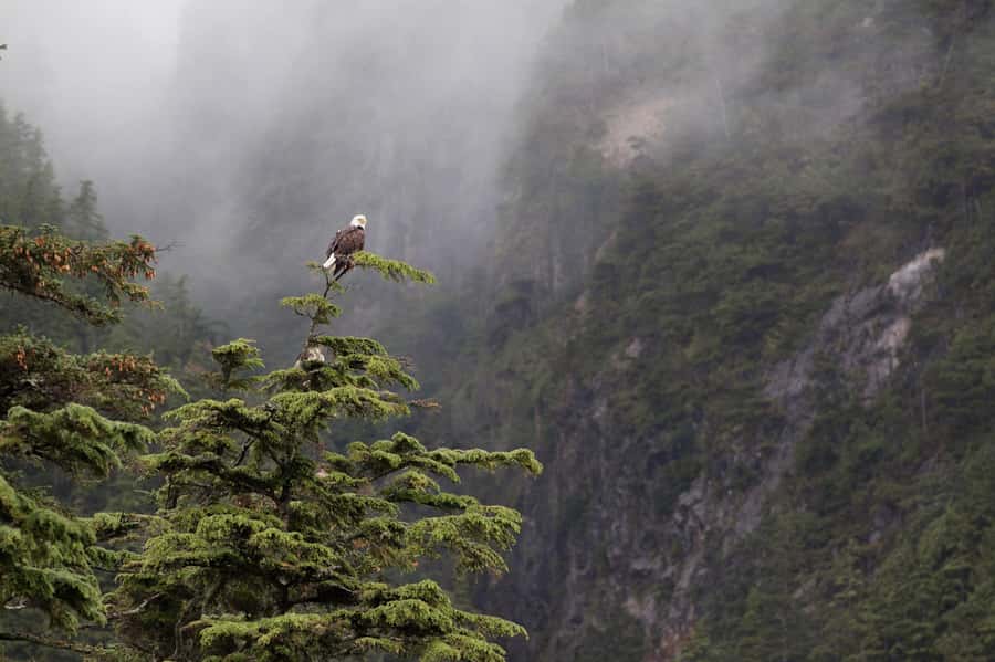 Tofino: Hot Springs Cove Tour with Wildlife Cruise - FAQ