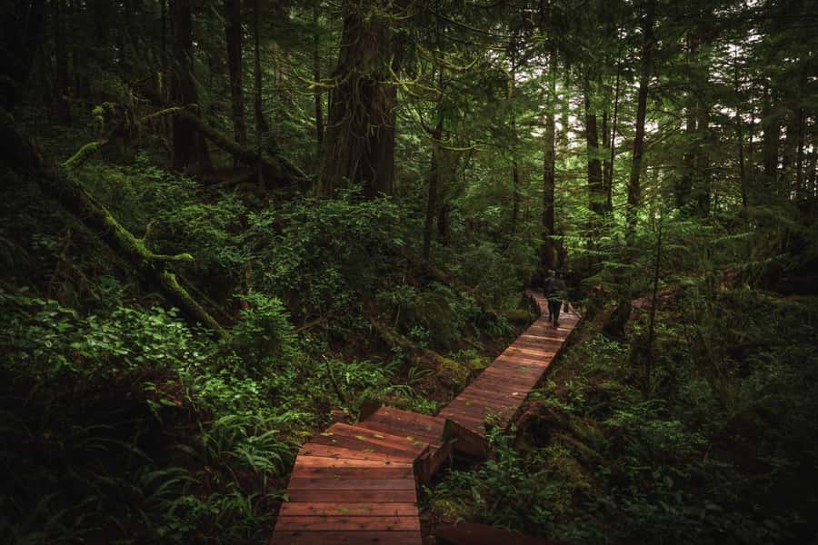 Tofino: Hot Springs Cove Tour with Wildlife Cruise - The cedar boardwalk leads into old-growth rainforest
