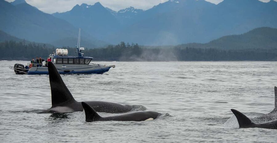Tofino: Whale Watching Tour with Nature Guide - Key things to know before you go
