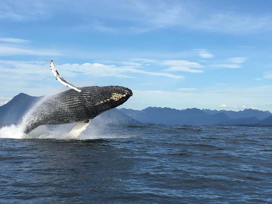 Tofino: Whale Watching Tour with Nature Guide - Setting out from Tofino’s Marine Adventure Centre