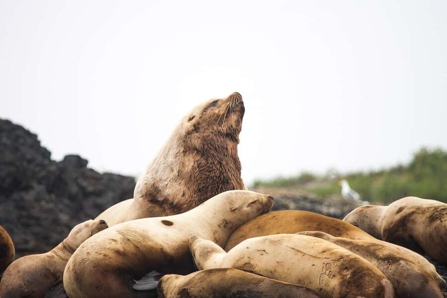 Tofino: Whale Watching Tour with Nature Guide - Weather, clothing, and comfort