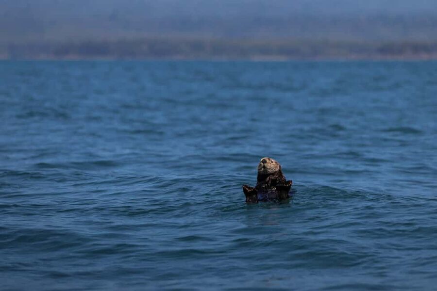 Tofino: Whale Watching Tour with Nature Guide - Who will enjoy this Tofino outing most?