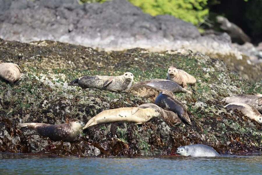 Tofino: Whale Watching Tour with Nature Guide - My recommendation: book it if the ocean is part of your plan