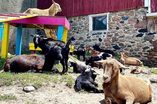 Toodle Tour in Port Hope Ontario - Getting close to the Huacaya alpacas