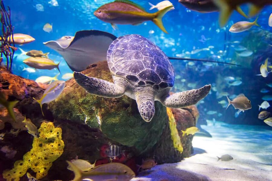 Toronto CityPASS®: Save up to 38% at 5 Top Attractions - Key Points to Know Before You Buy