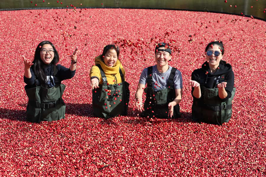 Toronto: Muskoka Cranberry Farm and Hardy Lake Hike - Starting at Yorkdale TTC