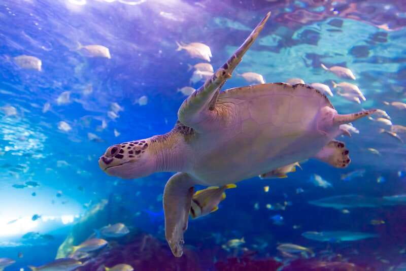 Toronto: Ripley's Aquarium of Canada Entry Ticket - Arriving near Union Station